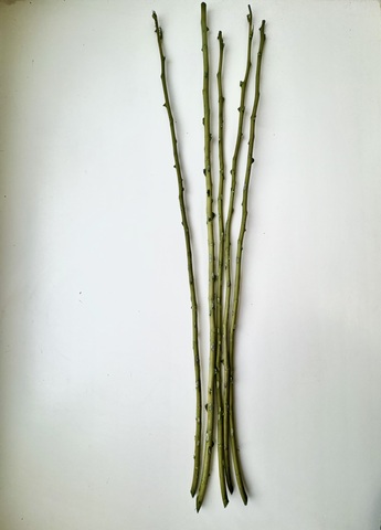 Стебли роз стабилизированные без листьев 60см (5шт в упак.)