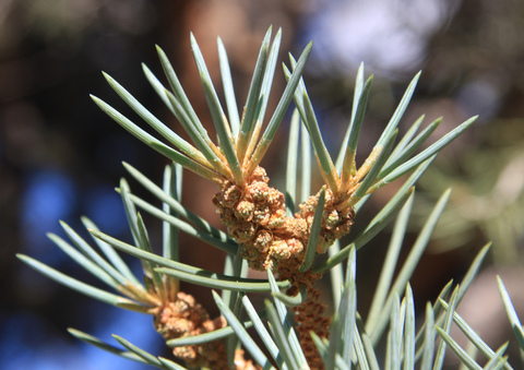 Семена Сосна однохвойная Pinus monophylla