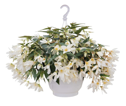S2109 Бегония болевийская Groovy White 3шт.