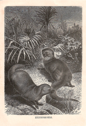 Литография «Ихневмоны»