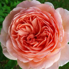 Заказать роза английская Абрахам Дерби Abraham Darby