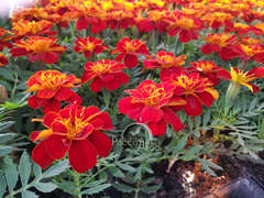 Бархатцы отклоненые красные