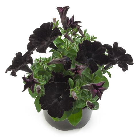 3214 Петуния CRAZYTUNIA BLACK MAMBA (ВЕСНА 2025)