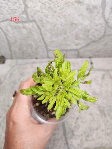 Green Star Тай колеус