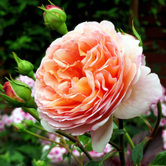 Роза английская Абрахам Дерби Abraham Darby