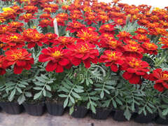 Бархатцы отклоненые красные