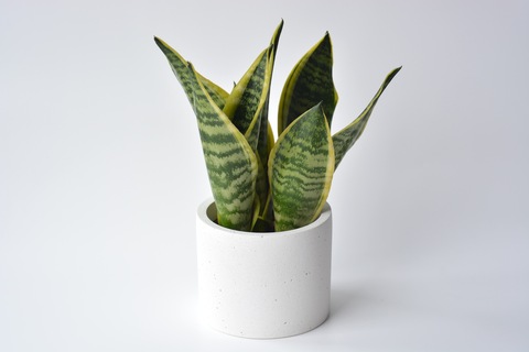 Сансевиерия Футура Суперба / Sansevieria Futura Superba