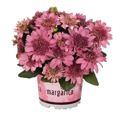 2711 Остеоспермум MARGARITA DOUBLE PINK (ВЕСНА 2025)