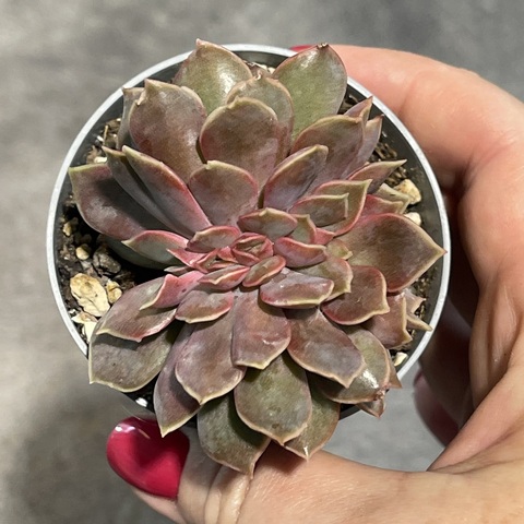 Эхеверия Мина Кристата d7