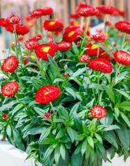 3906 Брактеанта GRANVIA RED FLAME