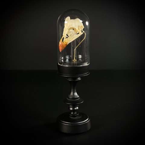 Череп птицы в клоше