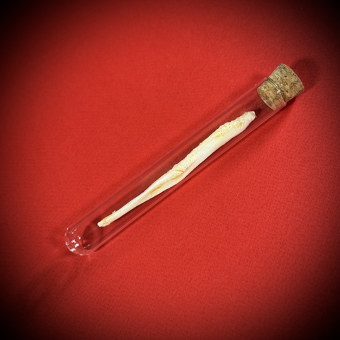 Бакулюм волка в стеклянной колбе