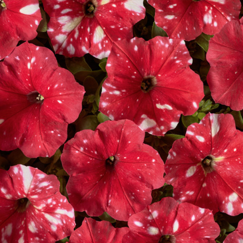 Петуния мультифлора Дот Стар Ред