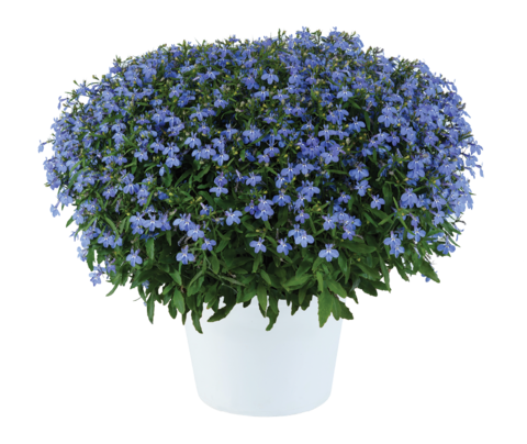 2325 Лобелия GLOW ELECTRIC BLUE (ВЕСНА 2025)