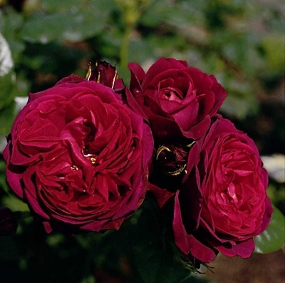 Роза шраб астрид графин фон харденберг