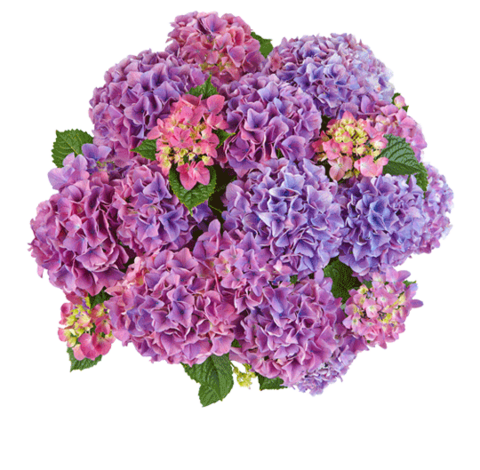 Гортензия крупнолистная (Macrophylla) Tabletensia Purple 10 шт.