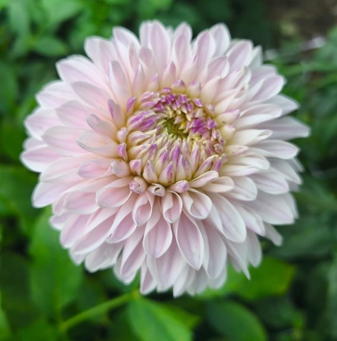 Георгин Расса (Rassa)