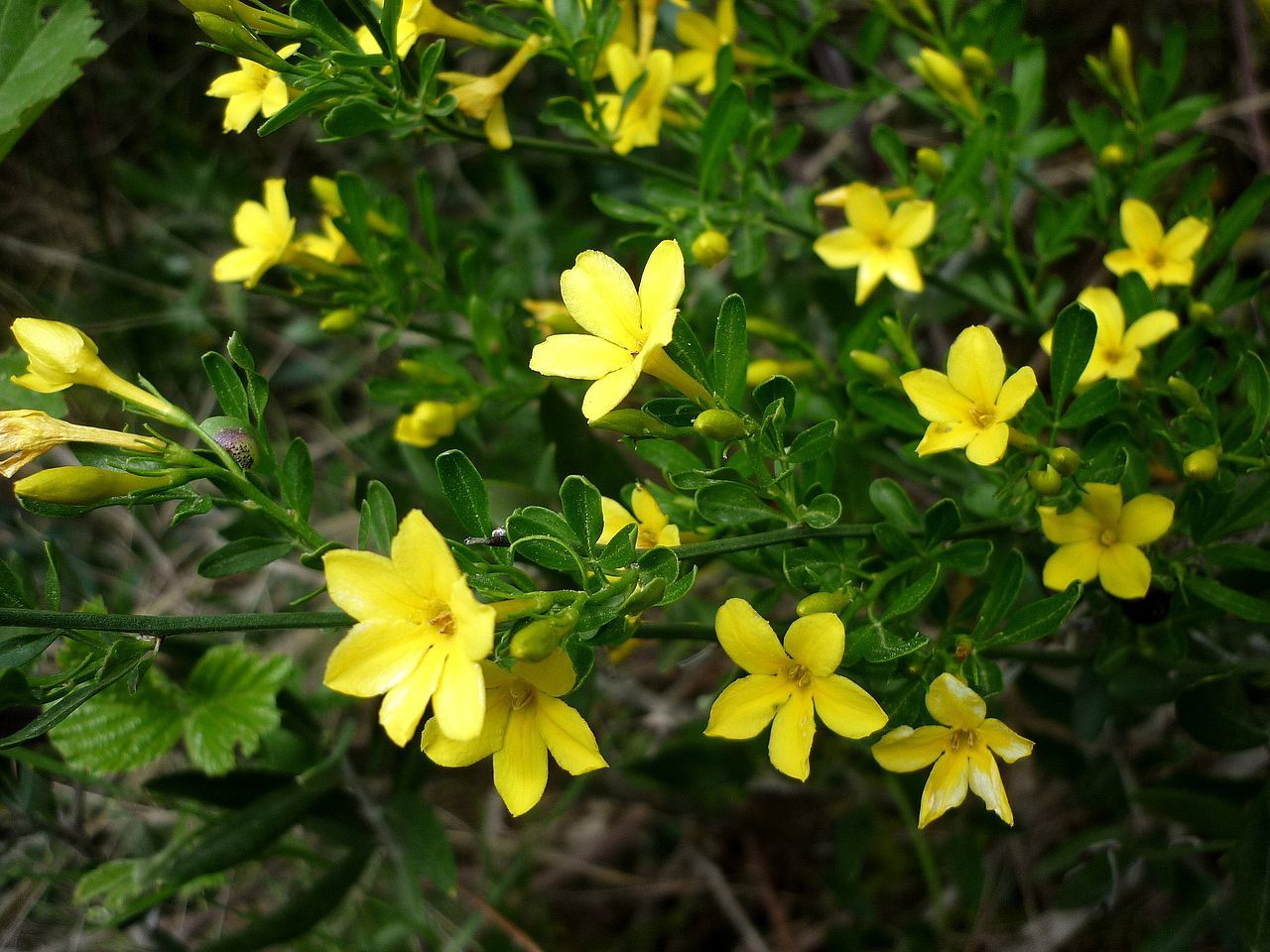 Жасмин кустарниковый Jasminum fruticans