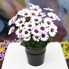 2704 Остеоспермум AKILA WHITE PURPLE EYE (ВЕСНА 2025)