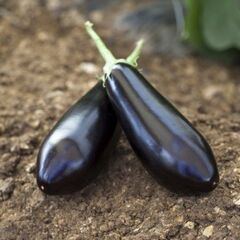 Шарапова F1 семена баклажана (Rijk Zwaan / Райк Цваан)