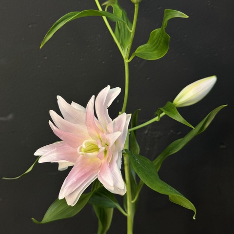 Лилия нежно-розовая махровая 80 см / 1 шт