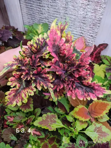 БЗ. 4 колеус