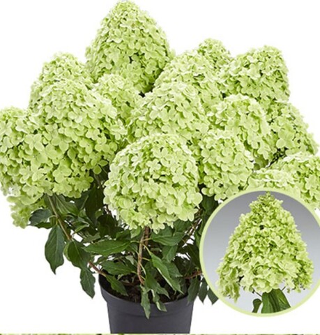 Гортензия метельчатая Панчета