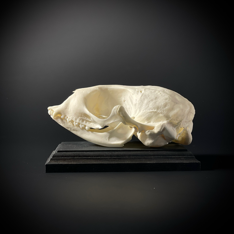 Череп нерпы в подарочной коробке