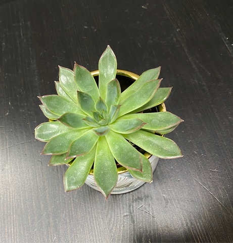 Суккулент в кашпо