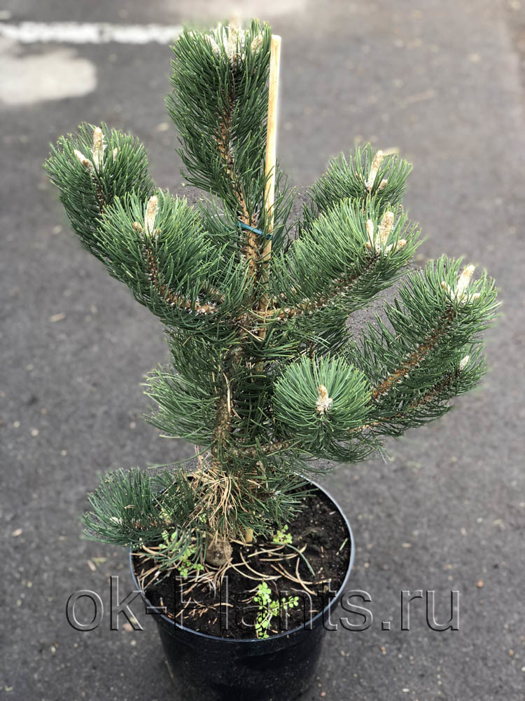 Сосна орегон грин. Pinus nigra Oregon Green. Сосна сосна Орегон Грин. Сосна черная Орегон Грин Oregon Green. Сосна черная Орегон Грин описание.