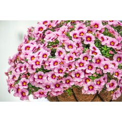 1909 Калибрахоа BLOOMTASTIC ROSE QUARTZ (ВЕСНА 2025)