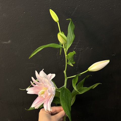 Лилия нежно-розовая махровая 80 см / 1 шт