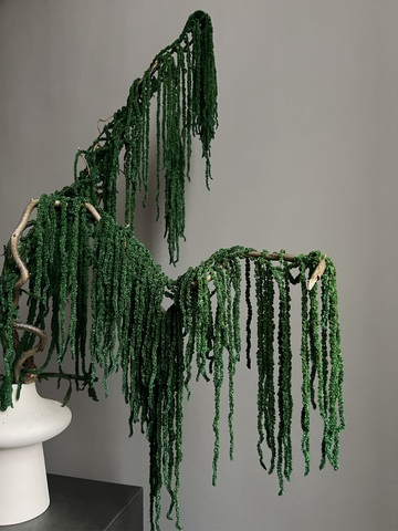 Амарант стабилизированный темно-зеленый