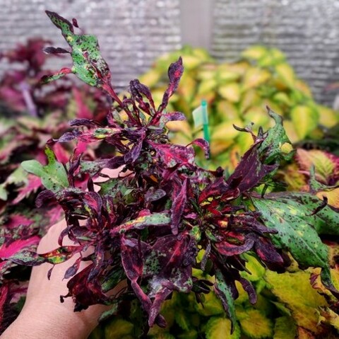 Мажестик колеус КСР