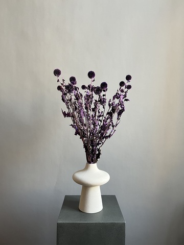 Эхинопс стабилизированный фиолетовый