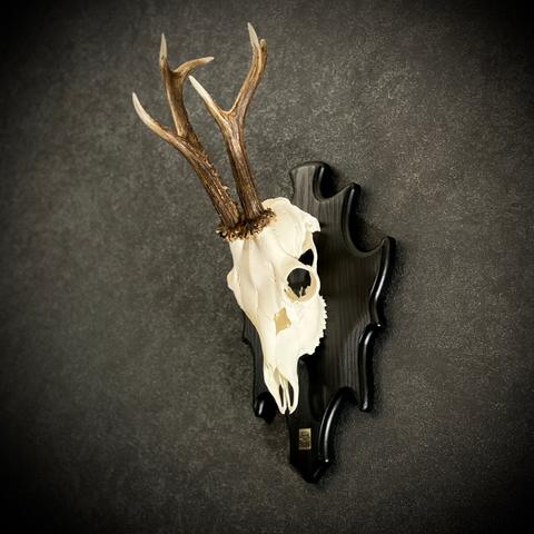 Череп косули на медальоне