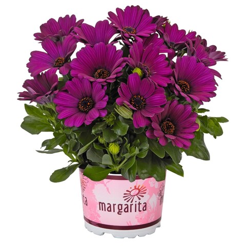 2789 Остеоспермум MARGARITA DARK PURPLE (ВЕСНА 2025)