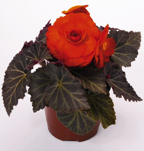 S2317 Бегония клубневая Nonstop Mocca Deep Orange 5шт.