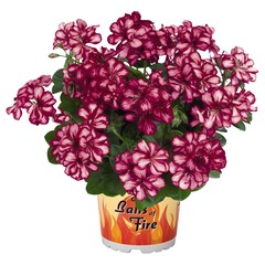 3103 Пеларгония плющелистная GREAT BALLS OF FIRE BURGUNDY BLAZE (ВЕСНА 2025)