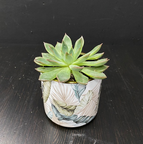 Суккулент в кашпо