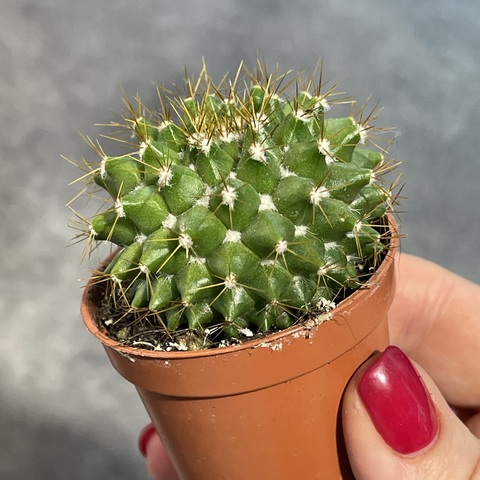 Маммиллярия Маркса d5