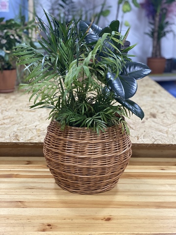 Home Plants Set