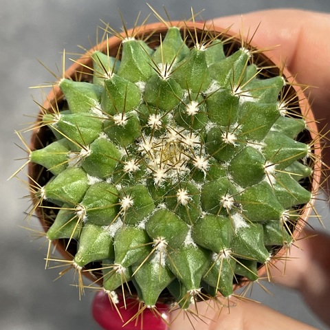 Маммиллярия Маркса d5