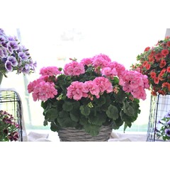 2802 Пеларгония зональная BIG EEZE PINK (ВЕСНА 2025)