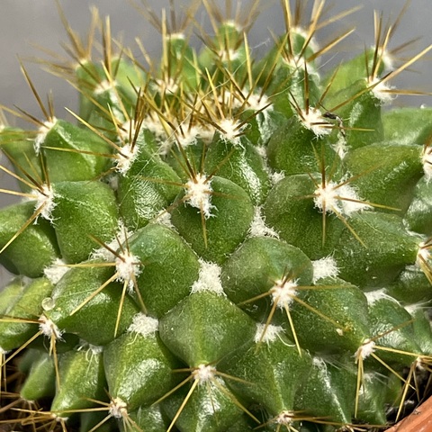 Маммиллярия Маркса d5