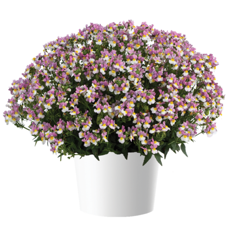 2627 Немезия MENOR DUAL VIOLET (ВЕСНА 2025)