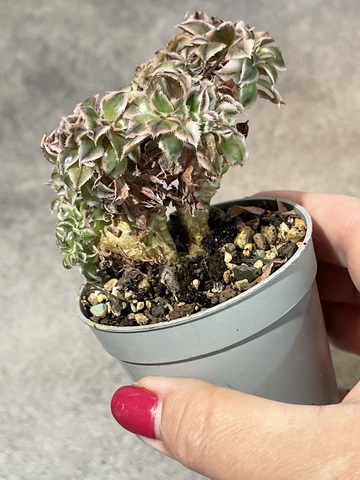 Эониум Санберст Кристата вариегата d7