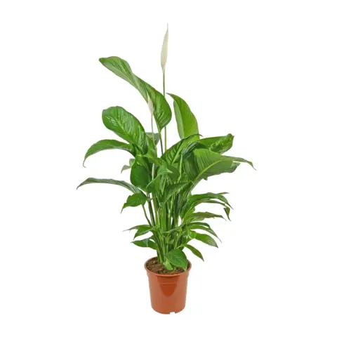 Спатифиллум Сенсация