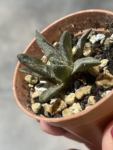 Ариокарпус Скафарострус Биггер