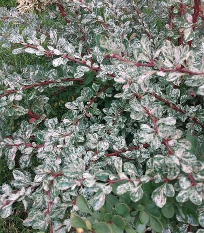 Барбарис Тунберга Сильвер Бьюти